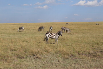 Naklejka premium Beautiful Photo of a Zebra looking at the camera with more zebras in the back, light gras and light sky in the national park of massai maara africa