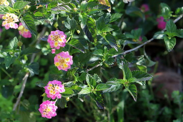 Natural nature background. Nature in Israel close-up.