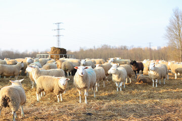 Fototapeta premium flock of sheep graze on the field