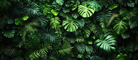 Fototapeta premium A wall of lush, green tropical leaves and plants, photorealistic, with a dark background, in a top-down view.