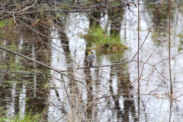 yellow wagtail sits on a branch above the water