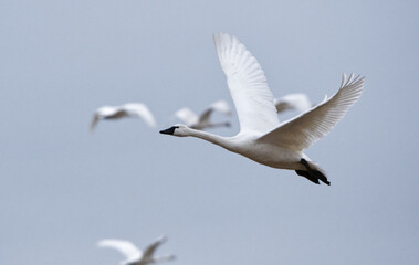Tundra Swan In Flight With Out Of Focus Swans In The Background