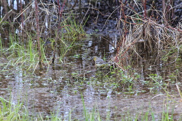 yellow wagtail sits on a branch above the water