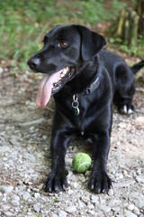 Hund mit Tennisball