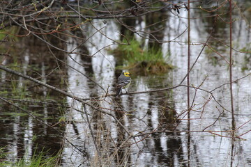 yellow wagtail sits on a branch above the water