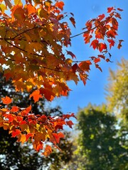 A beautiful display of vibrant autumn leaves in various shades of red and orange against a clear blue sky, capturing the essence of fall. An example of fall foliage in New England on a sunny day.