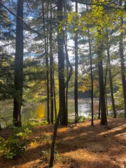 View of Lake Through Forest Trees, with Ground Covered in Long Dried Pine Needles and Filtered Sunlight Through the Trees.