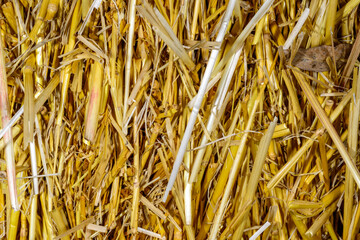 Yellow wheat straw background, straw structure and natural texture