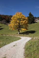 Naklejka premium Herbstbaum auf der Alm