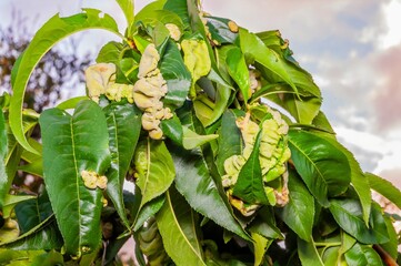 Peach tree leaves with leaf curl disease. The leaves are distorted and have a yellowish-green color