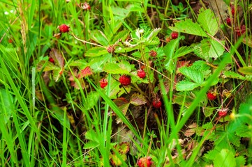 A cluster of wild strawberries nestles among bright green grass, offering a glimpse of nature's small delights.