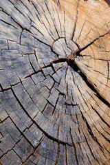 Cracked stump of an old tree, annual rings on a cut of a trunk, natural background