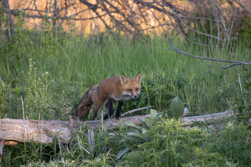 Red fox Vulpes vulpes working it way back home after its hunt