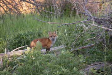 Red fox Vulpes vulpes cub sticking close to the den