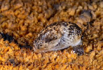 Slug with retracted antennae and eyes during hibernation in a secluded place under a stone, Ukraine