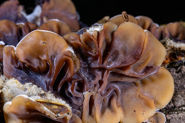 Auricularia mesenterica - saprophytic fungus growing on an old tree stump, Ukraine