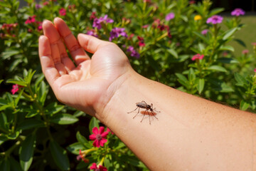Person Holding Small Insect on Arm in Front of Bush