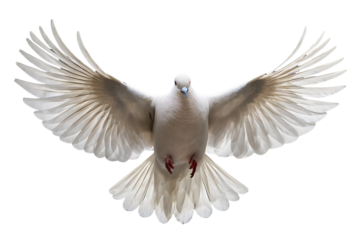 White Dove Flying with Open Wings Peace Symbol High Quality Stock Photo Transparent Background