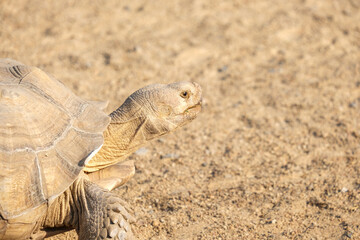 turtle on the sand
