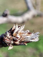 Pyrus pyrifolia. Nashi. Peral de las arenas. Peral japonés. Peral asiático. La yema de flor. 