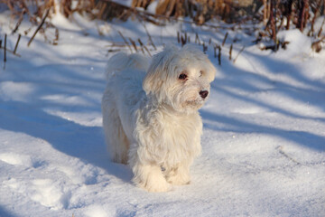 Cute Maltipoo dog playing outdoors in winter. Maltipoo dog stands on the snow