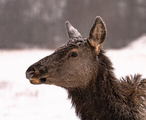 deer in the snow