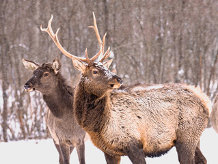 red deer in the woods