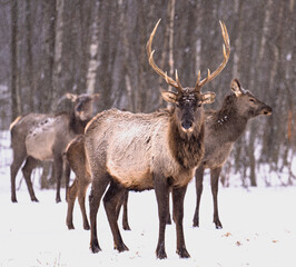 red deer in the woods