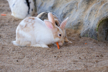 Rabbit eats food