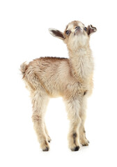 One white little goat.