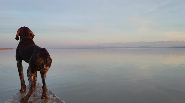 There is a hunting dog standing on a moving boat, she is cold.
