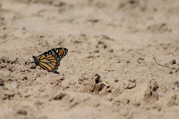 Monarch Butterfly