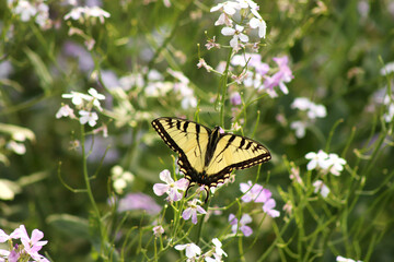 Tiger Swallowtail