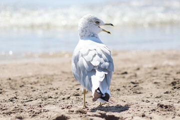 Hungry Seagull