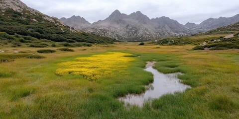 Picturesque valley with bright yellow flowers dotting a lush green field against a backdrop of jagged mountains under an overcast sky.