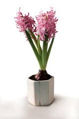 colorful hyacinth plants blooming at spring close up