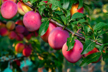 Sunlit plums ripening on a tree branch, ready for harvest.