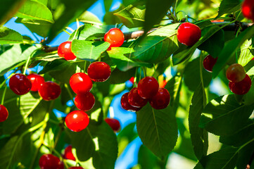 Juicy red cherries dangle from a branch, captured in selective focus with a blurred natural backdrop.