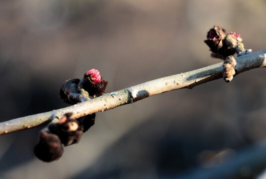 early  red flower bud  of Parotia Persica bush