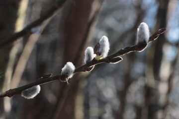 willow branches with catkins  in spring 