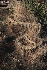 tress of dry plants of decorative grass in winter season