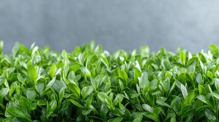 Obraz premium Lush green leaves against grey background, nature backdrop