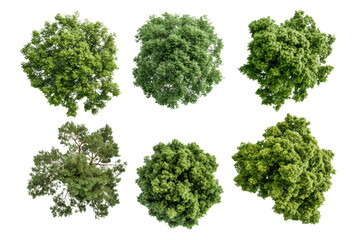 Collection of 3D Top view Green Trees isolated on transparent or white background, png