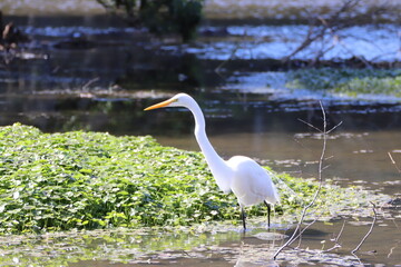 Garza blanca en el lodo