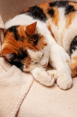 Calico cat sleeping peacefully on a soft beige blanket, curled up in a cozy ball