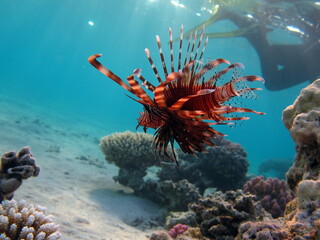 Lion Fish in the Red Sea in clear blue water hunting for food .