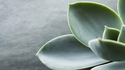 Obraz premium Closeup of a succulent plant with soft green leaves showcasing its natural beauty and texture : Generative AI