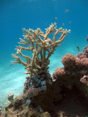 Naklejka premium Colorful tropical fish on a coral reef, amazingly beautiful fairy world. In the coral gardens of the Red Sea.