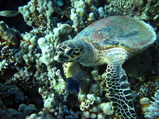 Hawksbill sea turtle (CR species) Hawksbill Turtle - Eretmochelys imbricata.