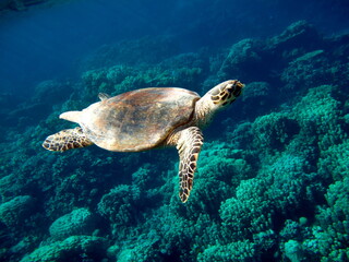 Fototapeta premium Hawksbill sea turtle (CR species) Hawksbill Turtle - Eretmochelys imbricata.
